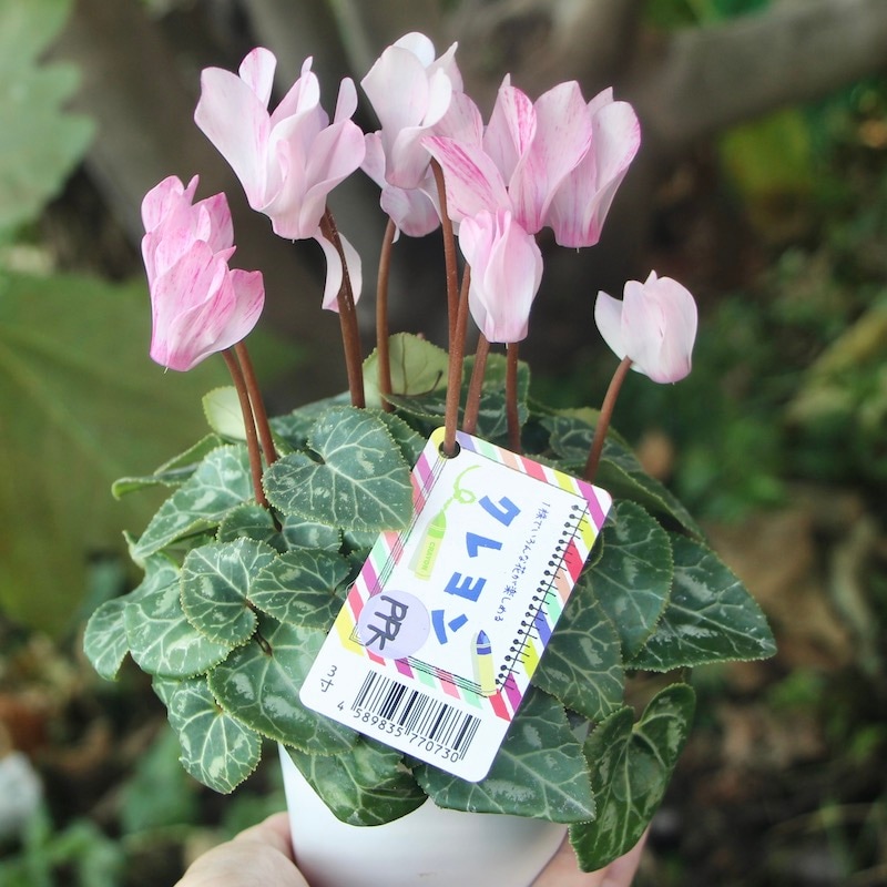 ガーデンシクラメン「クレヨン」パステルピンク(PPK)