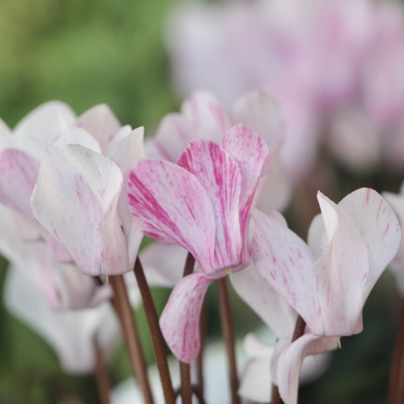 ガーデンシクラメン「クレヨン」パステルピンク(PPK)