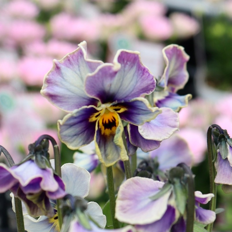 画像の現品1点限り!!サトウ園芸さんのビオラ・ヌーヴェルヴァーグ