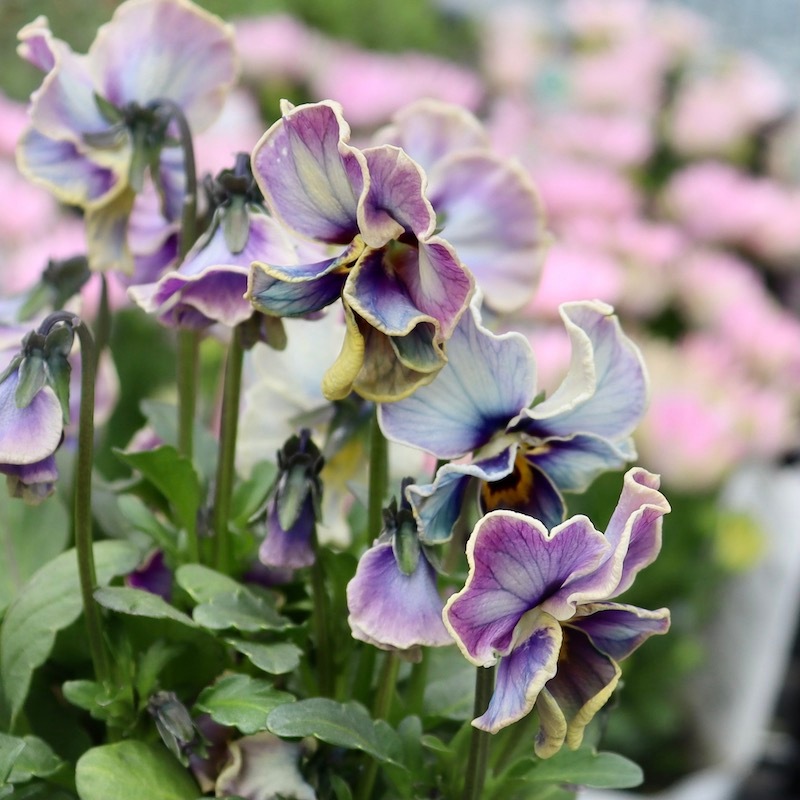 画像の現品1点限り!!サトウ園芸さんのビオラ・ヌーヴェルヴァーグ