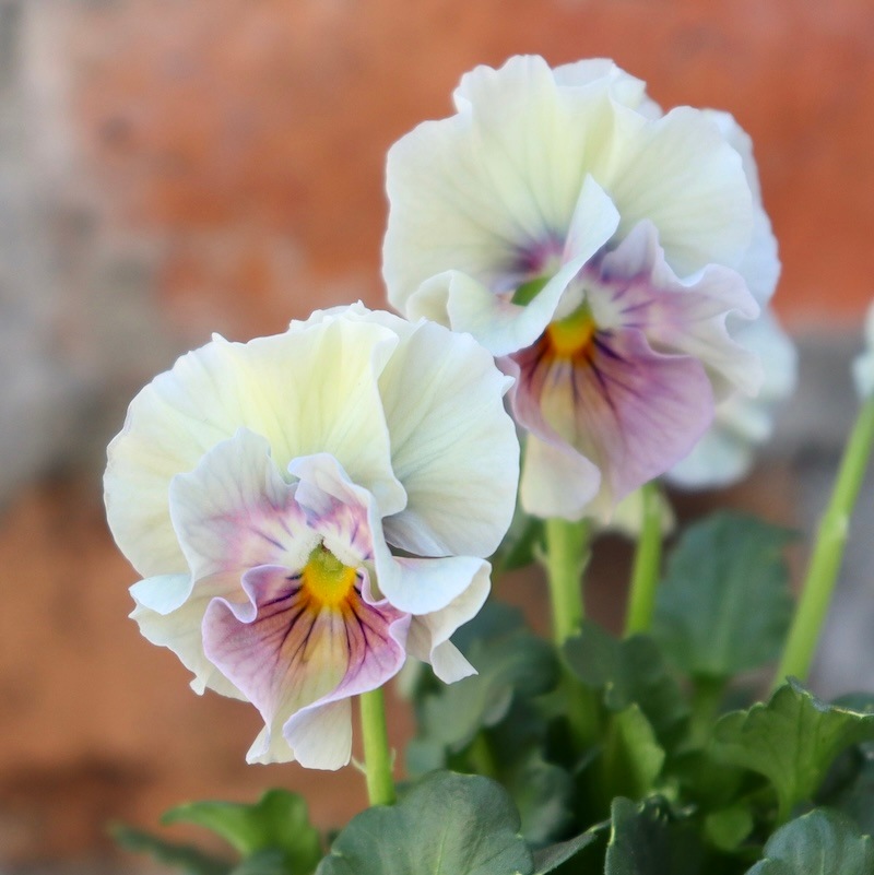 画像の現品1点限り!!桐生ふぁ~む×花日和さんのビオラ「アイクルール