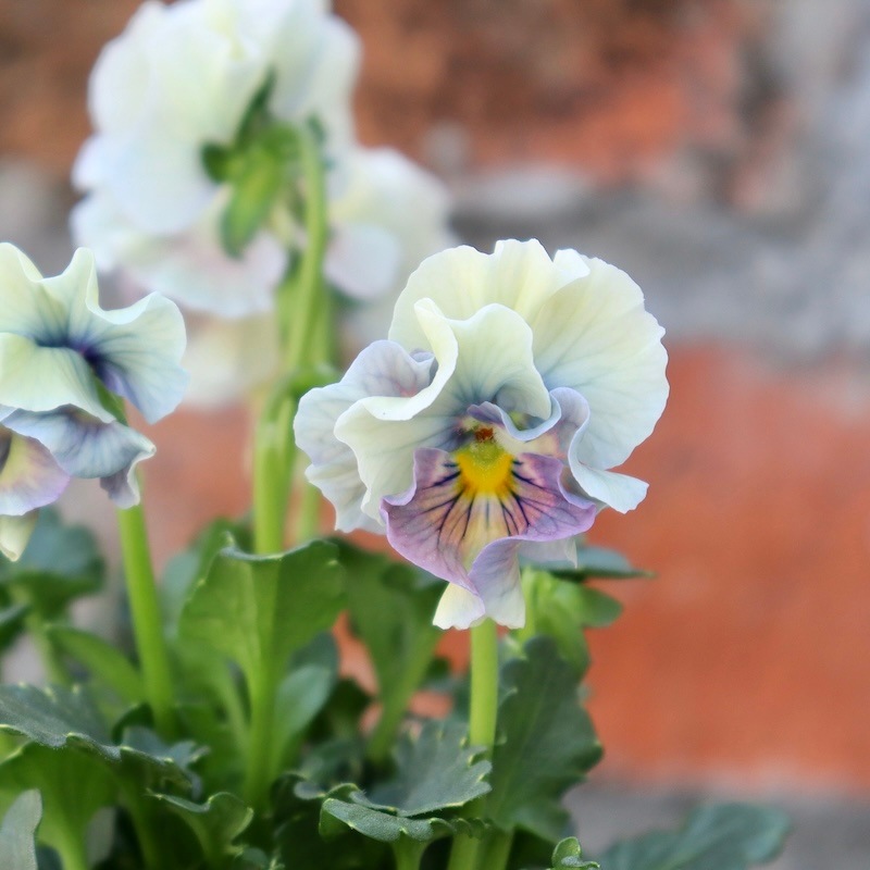 画像の現品1点限り!!桐生ふぁ~む×花日和さんのビオラ「アイクルール