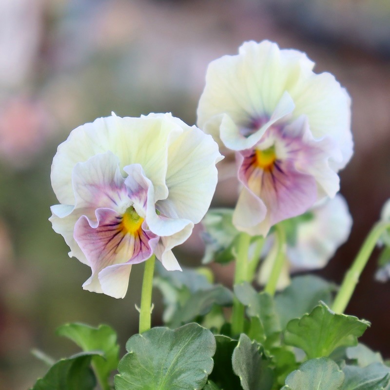 画像の現品1点限り!!桐生ふぁ~む×花日和さんのビオラ「アイクルール