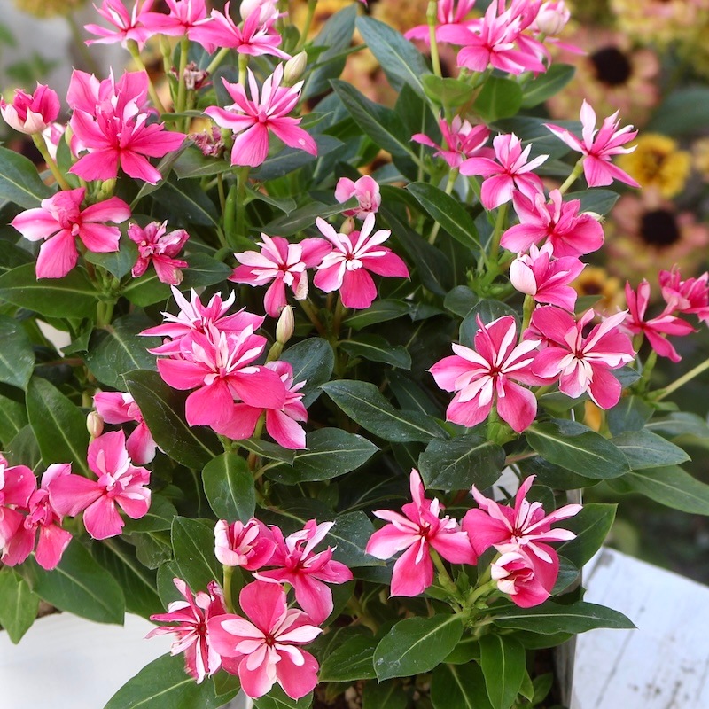 八重咲き☆北島園芸さんのビンカ(日々草)ミラシリーズ「ミラ チェリー