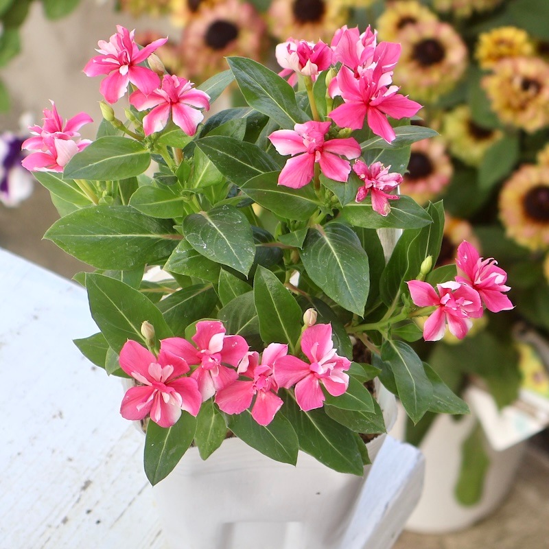 八重咲き☆北島園芸さんのビンカ(日々草)ミラシリーズ「ミラ チェリー