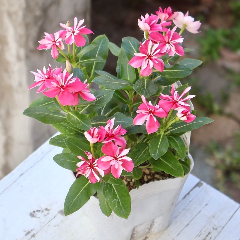 八重咲き☆北島園芸さんのビンカ(日々草)ミラシリーズ「ミラ チェリー