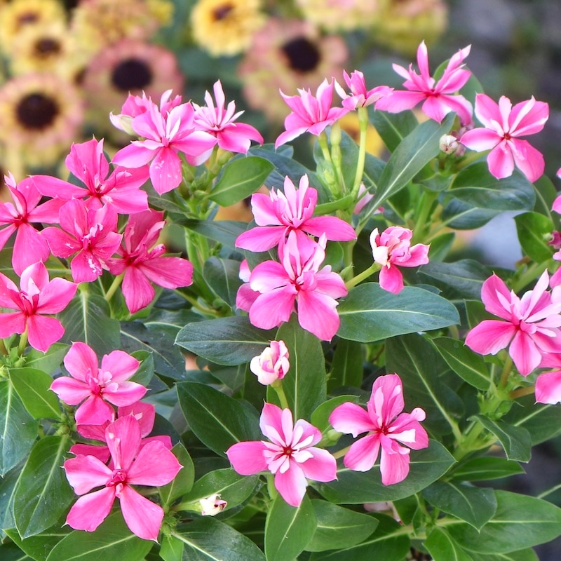 八重咲き☆北島園芸さんのビンカ(日々草)ミラシリーズ「ミラ チェリー