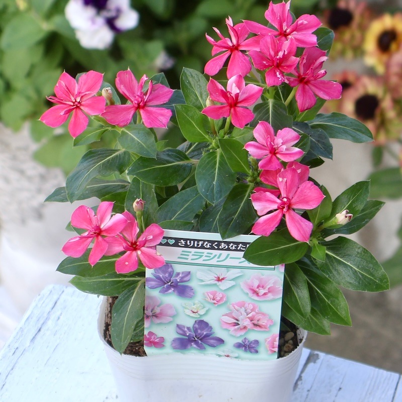 八重咲き☆北島園芸さんのビンカ(日々草)ミラシリーズ「ミラ チェリー