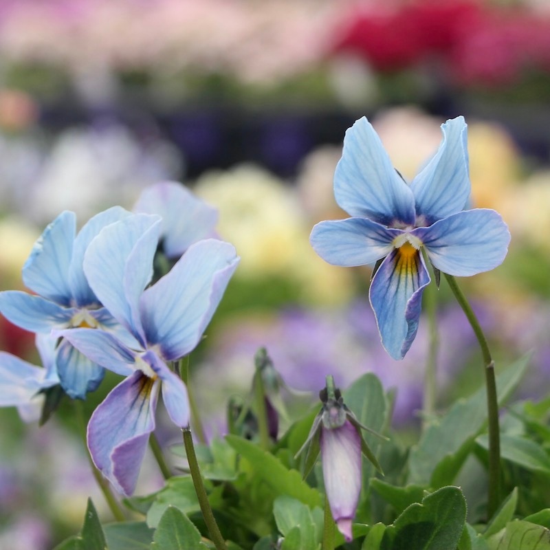 うえたビオラ「パピヨンワールド」21-42番(3.5号ポット)