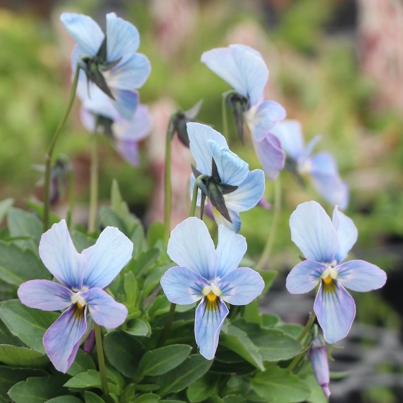 うえたビオラ「パピヨンワールド」21-42番(3.5号ポット)