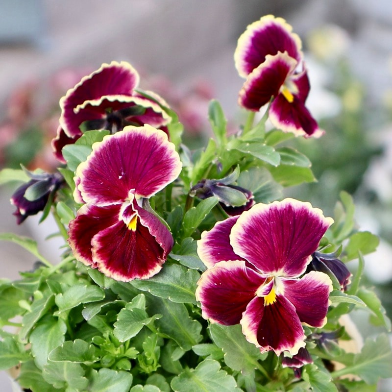 画像の現品1点限り】Green Farmv Village(奥田園芸)さん育種のときめき