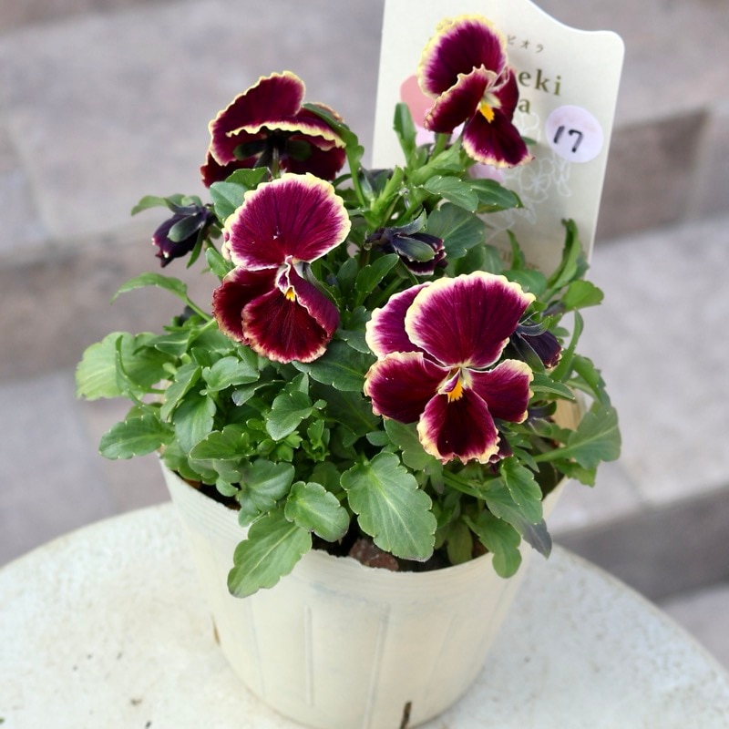 画像の現品1点限り】Green Farmv Village(奥田園芸)さん育種のときめき