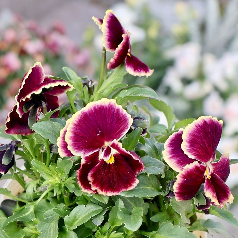 画像の現品1点限り】Green Farmv Village(奥田園芸)さん育種のときめき