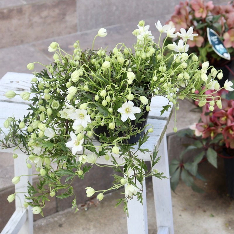 花y…ページ•*¨*•.¸♬︎ ありがとうを伝えたい人は居ますか 自分は春にありがとうと伝えたい