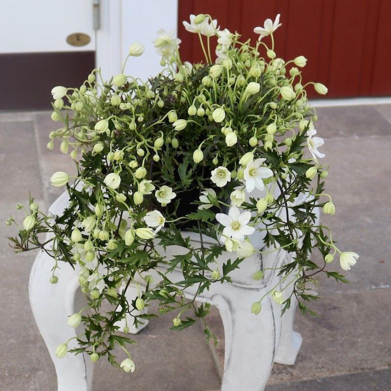 最後の1株☆ウェディングブーケのような白花♪常緑クレマチス「カート