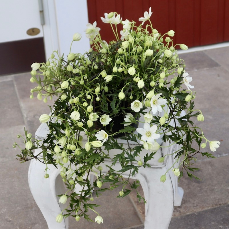 17_000000000907.jpg?1710397940