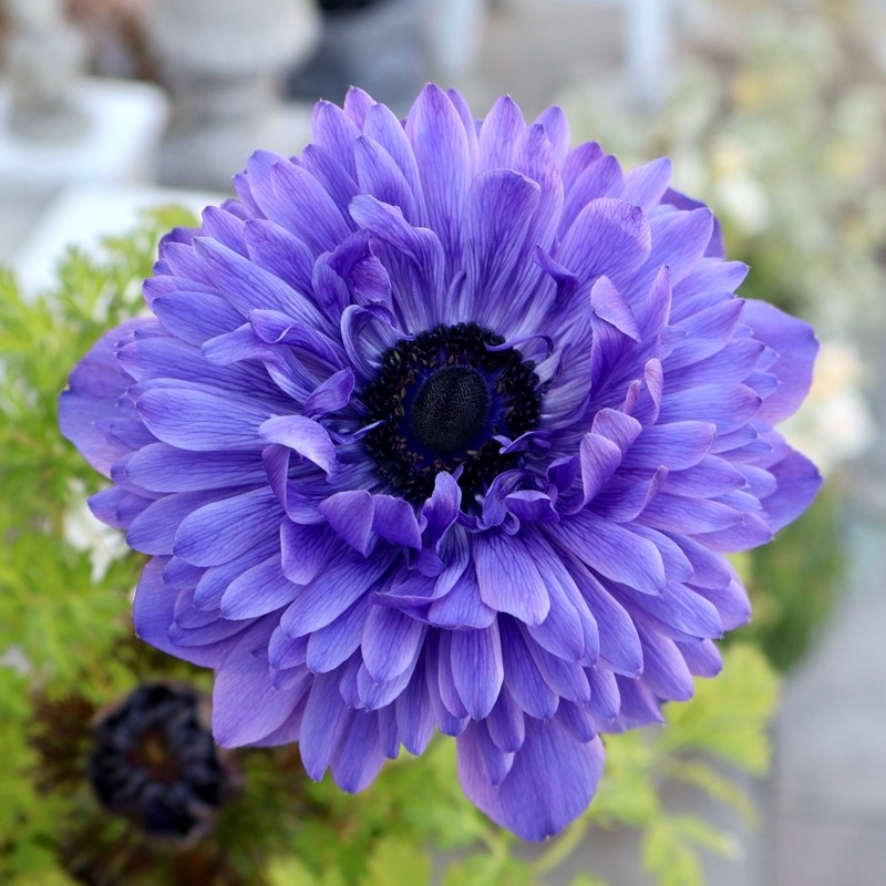 画像の現品1点限り》驚きの特大2年生株☆広原園さんオリジナル八重咲き