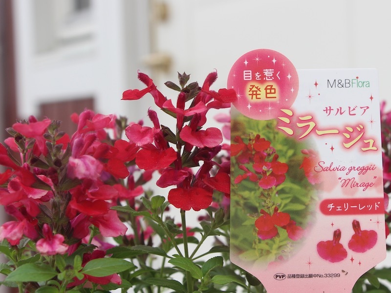 開花株入荷♪サルビア・ミラージュ「チェリーレッド」(3.5号ポット)