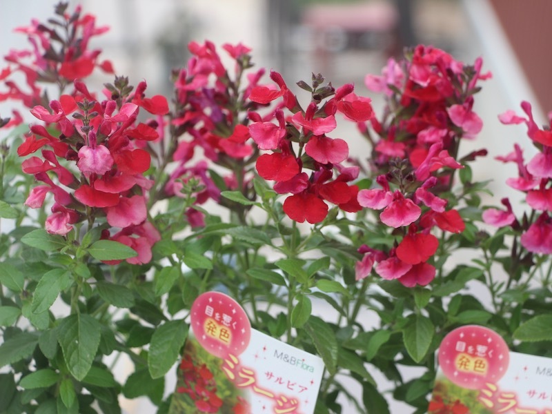 開花株入荷♪サルビア・ミラージュ「チェリーレッド」(3.5号ポット)