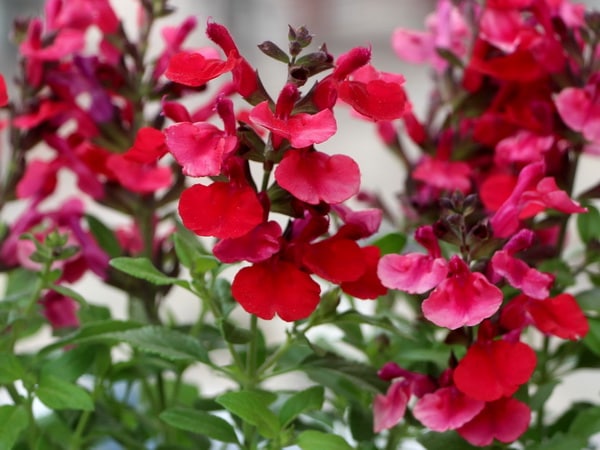 【専用】ジュネビビアン チェリーレッド 100％ ピュア チェリージュース 750ml エデン農園 チェリー2kg分使用