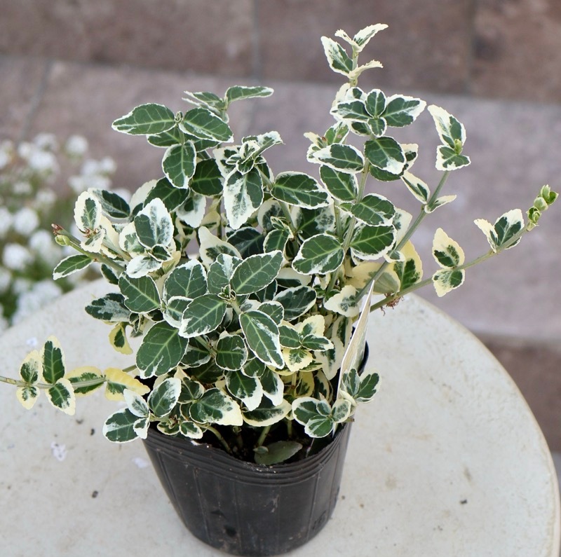 株分けして寄せ植えに♪剛健な常緑低木☆ツルマサキ「エメラルドガイティ」