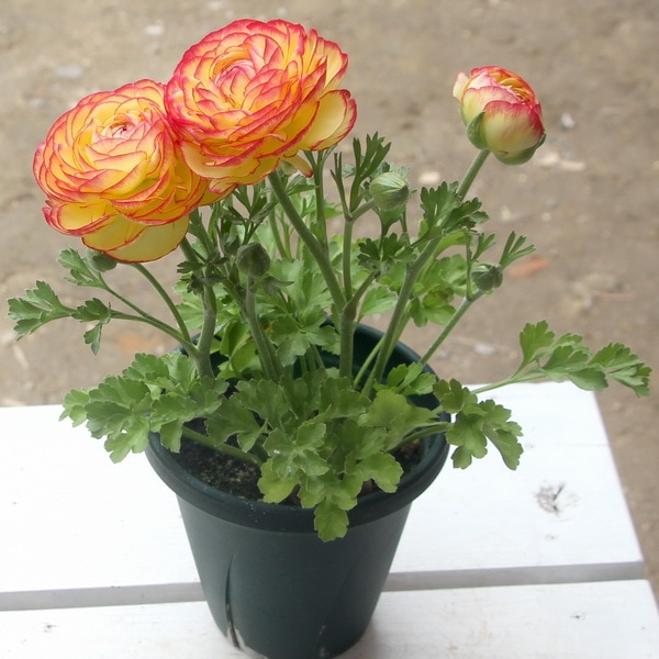 現品☆ラナンキュラス「綾リッチ」20-2番(5号スリット鉢)