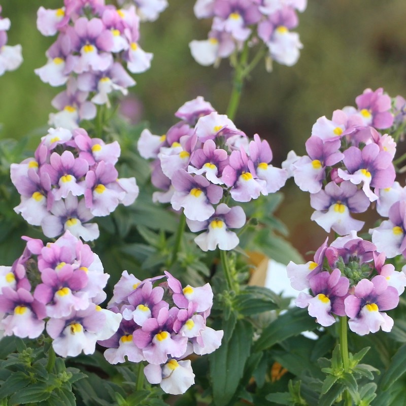 ネメシア・ニモ「ラズベリーバイカラー」(3.5号ポット)