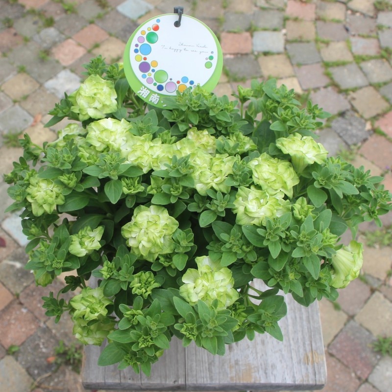 ◆ボリューム満点◆アンティークグリーン　ペチュニア　5号鉢 ◇ボリューム満点◇アンティークグリーン ペチュニア 5号鉢 母の日