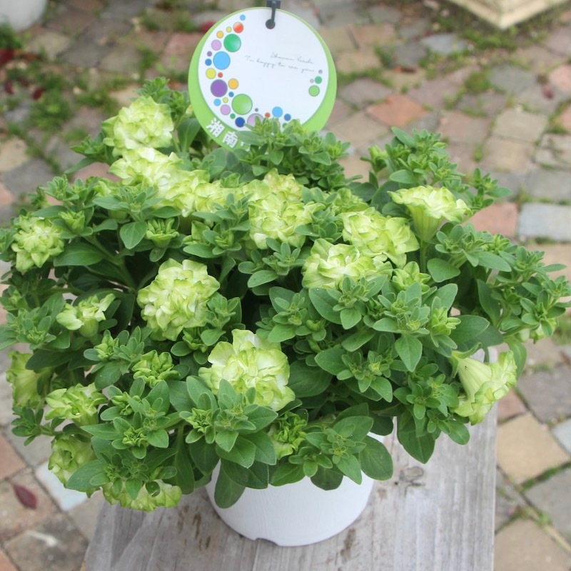 在庫限り!!新品種【5号鉢】八重咲きペチュニア「湘南ラテ・ヴェルデ」