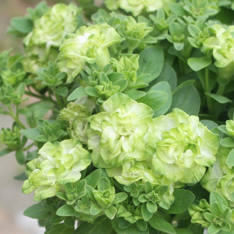 在庫限り!!新品種【5号鉢】八重咲きペチュニア「湘南ラテ・ヴェルデ」