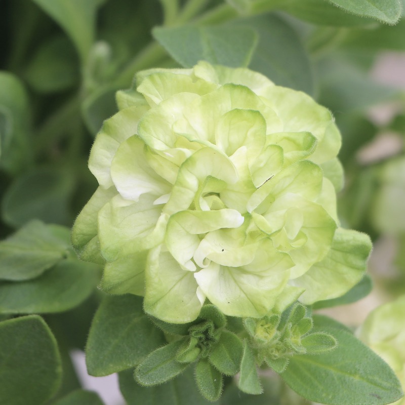 ◆ボリューム満点◆アンティークグリーン　ペチュニア　5号鉢 ◇ボリューム満点◇アンティークグリーン ペチュニア 5号鉢 母の日