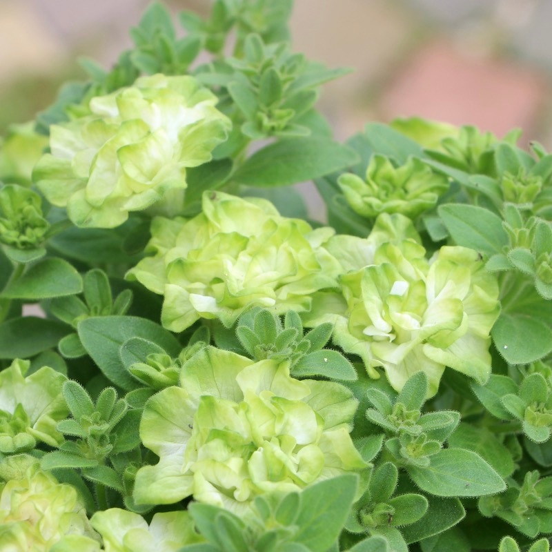 【現品】【超希少品種】プヤ・ベルテロニアナ　7号　u-33 現品】【超希少品種】プヤ・ベルテロニアナ 7号 u-33 現品】【超希少