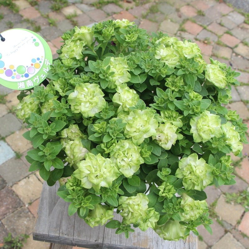 4_000000004707.jpg?1678209904