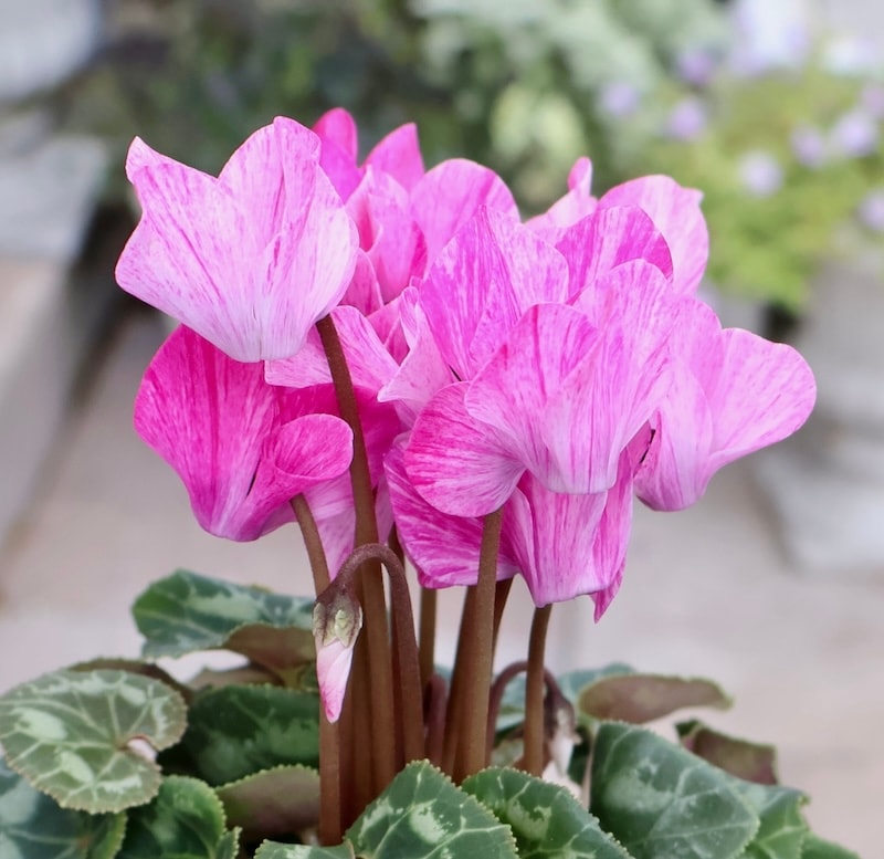 ガーデンシクラメン「クレヨン」ピンク(PK1)