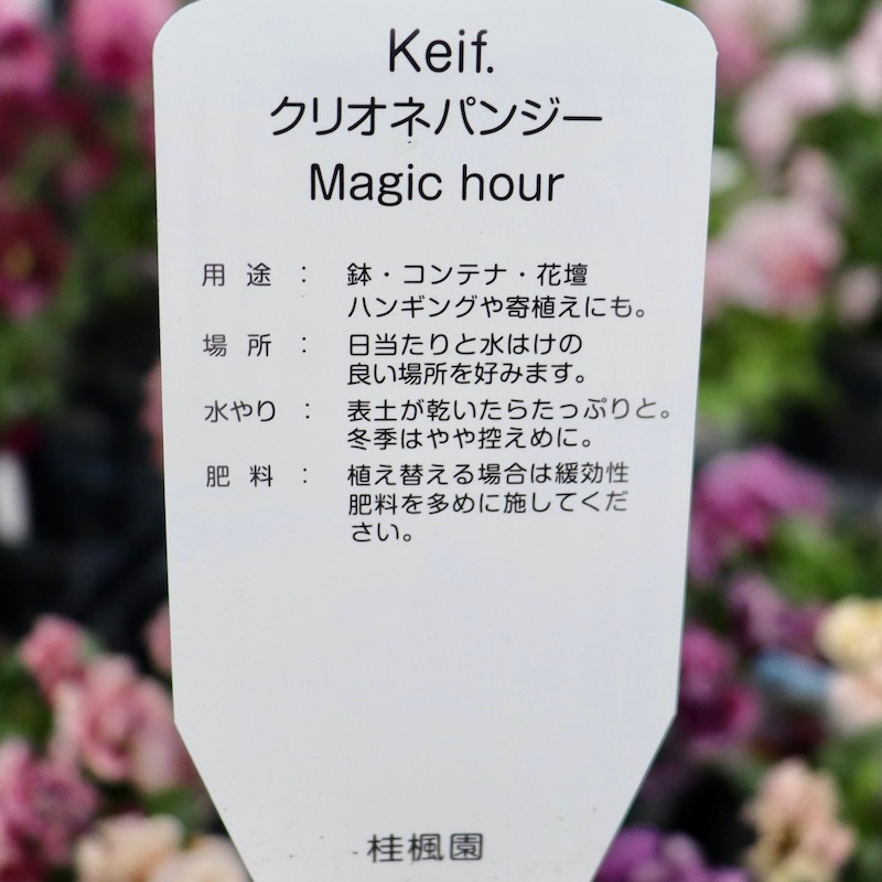 画像の現品1点限り!! 超良株☆桂楓園さんのクリオネパンジー「マジック