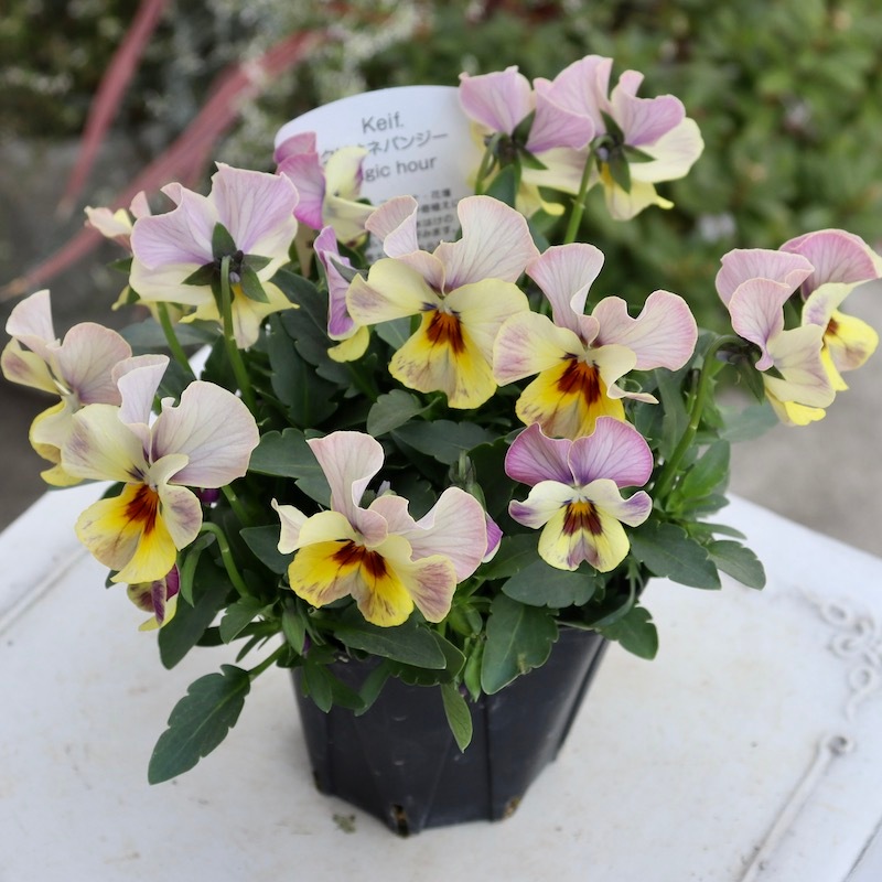 ◆◆◆専用　ＦＲ65♥ 桂楓園さん　フリルパンジー　マジックアワー♥花苗ポット ◇◇◇専用 FR65♥ 桂楓園さん フリルパンジー マジックアワー♥花苗