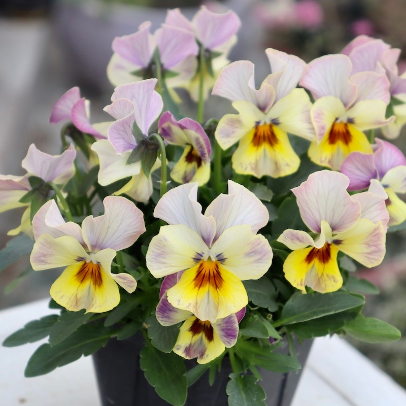 画像の現品1点限り!! 超良株☆桂楓園さんのクリオネパンジー「マジック