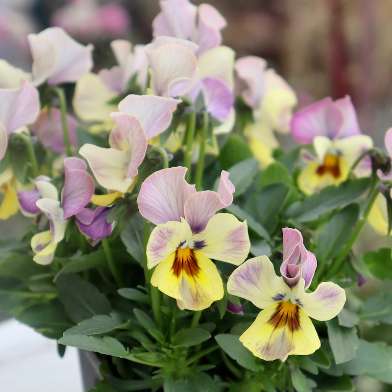 画像の現品1点限り!! 超良株☆桂楓園さんのクリオネパンジー「マジック