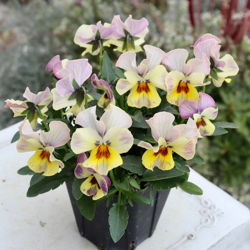 画像の現品1点限り!! 超良株☆桂楓園さんのクリオネパンジー「マジック