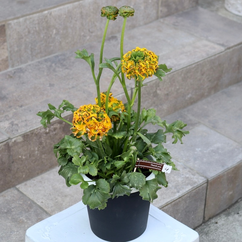 レア品種☆画像の現品!! 大輪ラナンキュラス・ポンポンシリーズ「4番