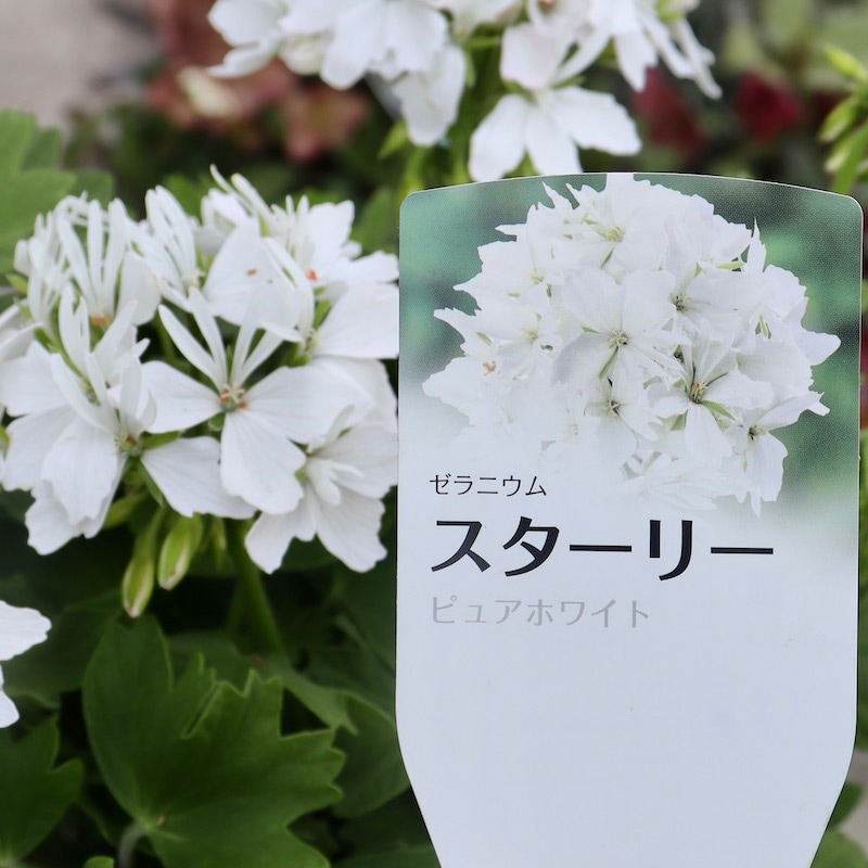 お得意です　ゼラニューム。レアな品種。 Amazon.co.jp: 《 スーパーレモン ゼラニウム 4号鉢 》香り
