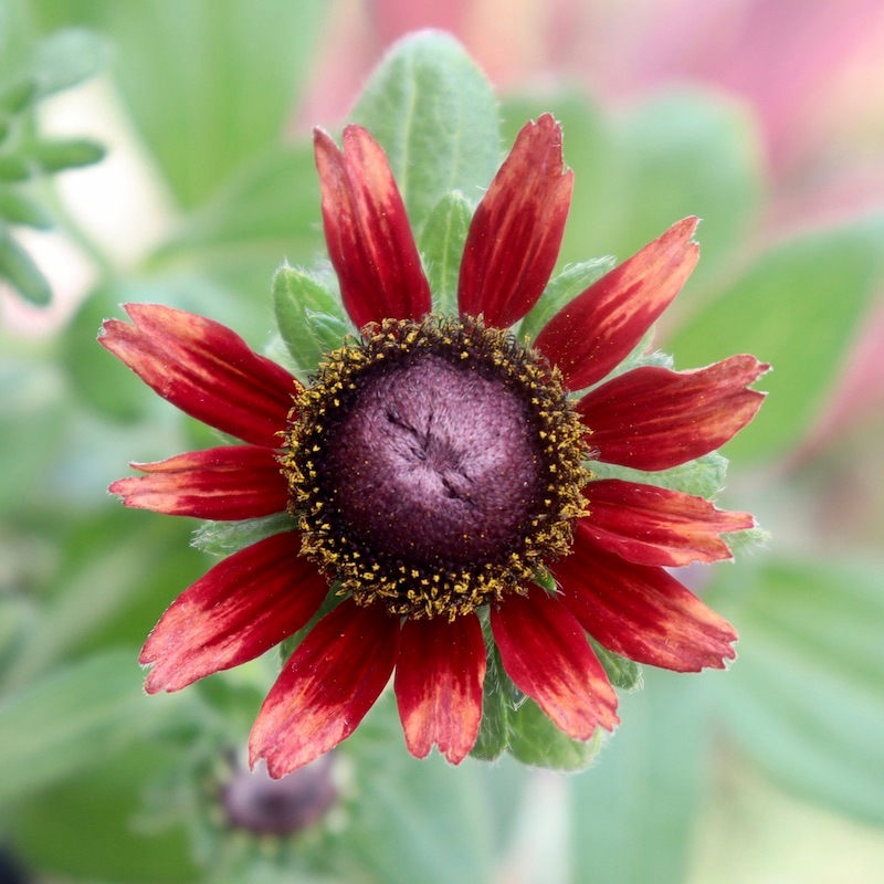 画像の現品!!希少苗☆ルドベキア・チェリーブランデー☆No.1(3.5号ポット)