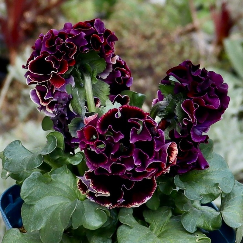 画像の現品1点限り☆サトウ園芸さんのパンジー「ドラキュラ」(47番)