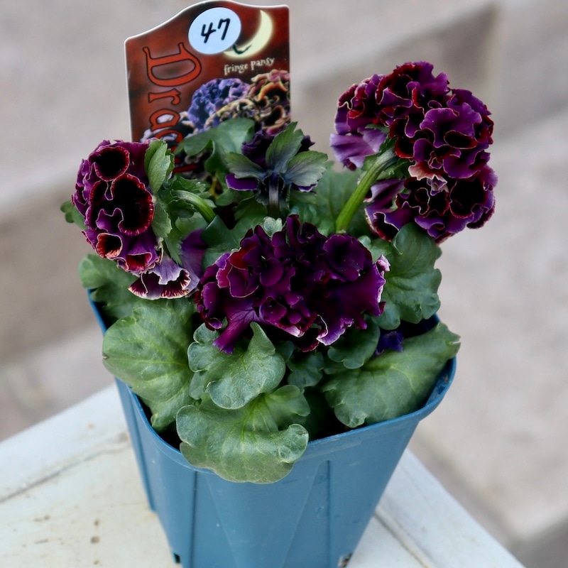 画像の現品1点限り☆サトウ園芸さんのパンジー「ドラキュラ」(47番)