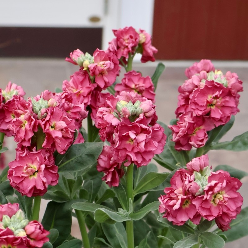 よく分枝した開花株☆八重咲きストック「アンティークブラウン」(3.5号