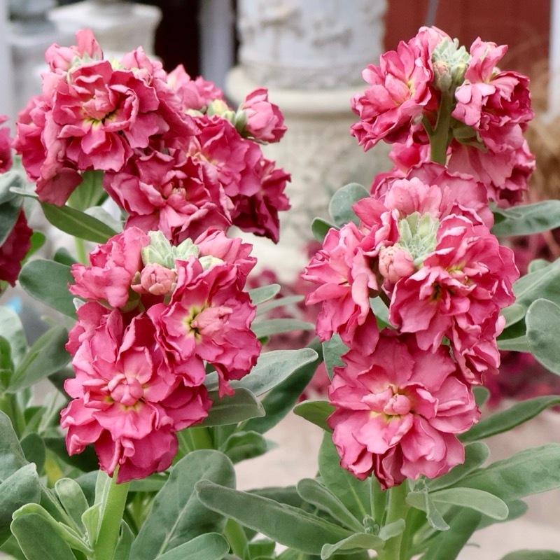 よく分枝した開花株☆八重咲きストック「アンティークブラウン」(3.5号