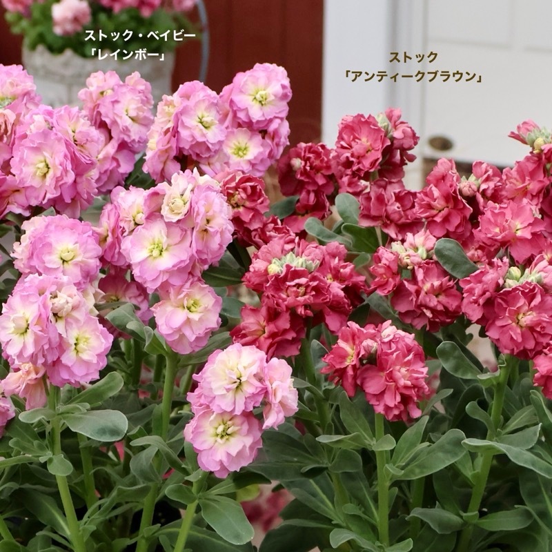 よく分枝した開花株☆八重咲きストック「アンティークブラウン」(3.5号