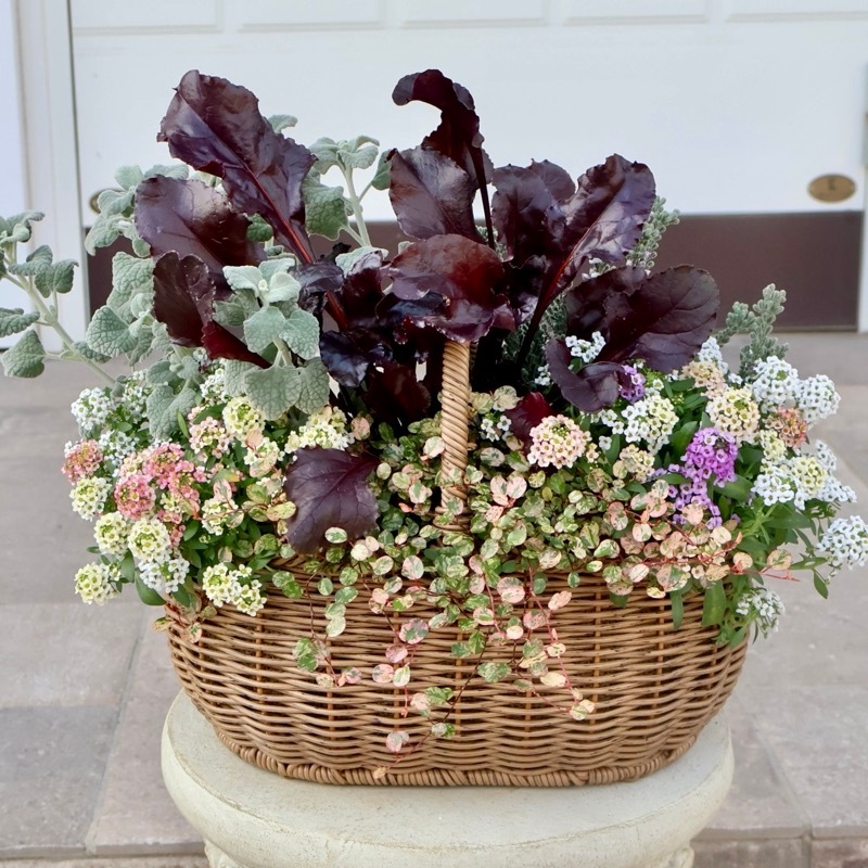 水で洗える☆ハンドバスケット・フラットワイド・ブラウン