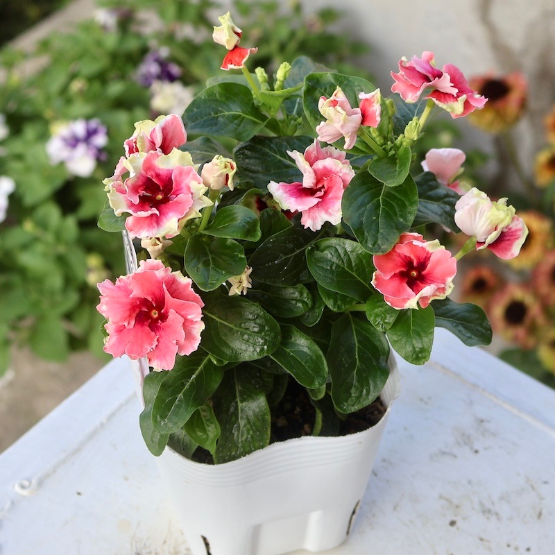 北島園芸さんのフリンジビンカ(日々草)「勝手にチュチュ2番」(3.5号ポット)