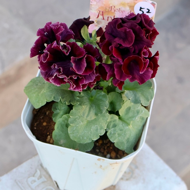 画像の現品1点限り》スペシャルなサトウ園芸さんのパンジー・ローブ